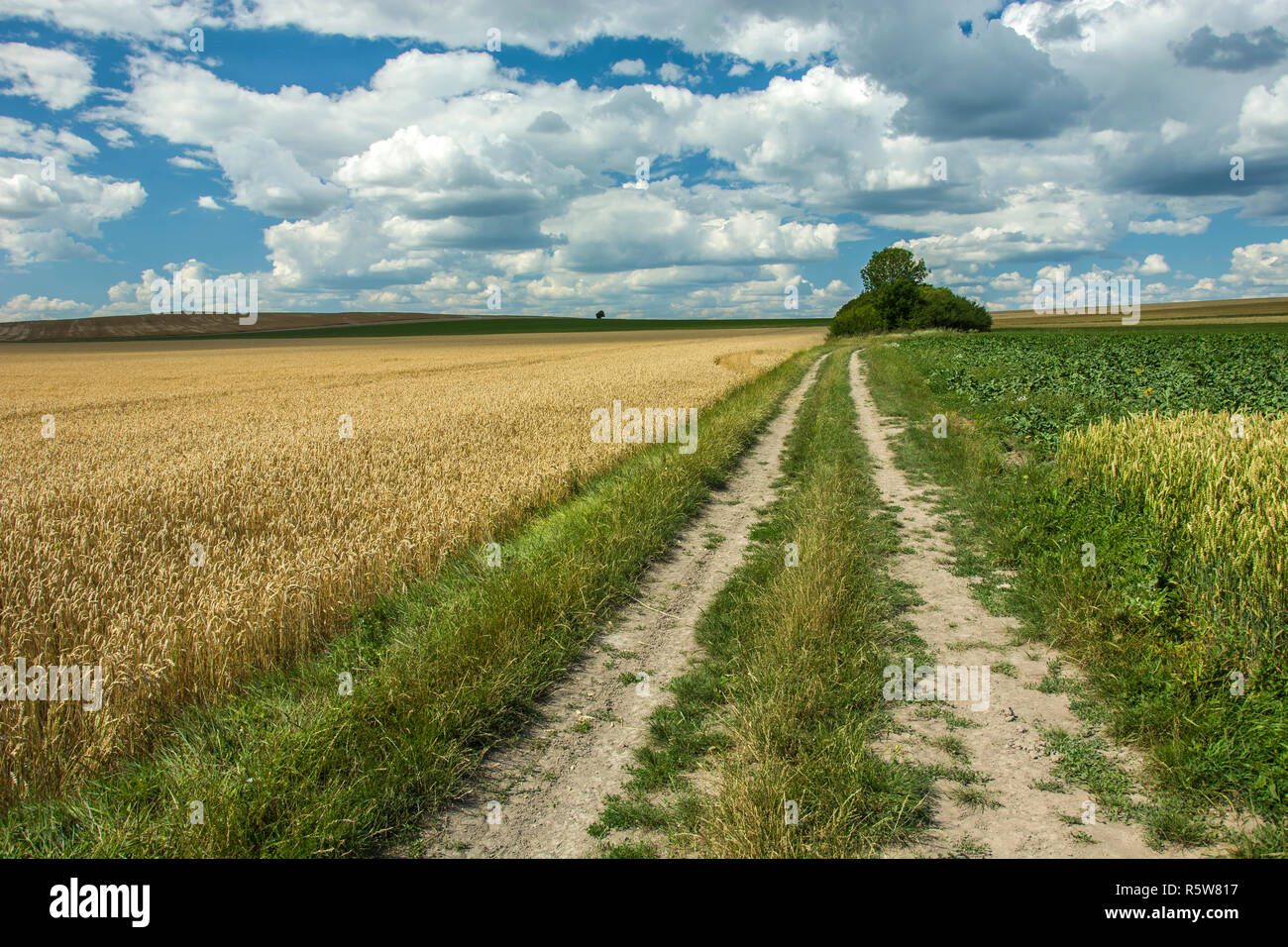 Strada attraverso il campo di grano, Horizon e nuvole bianche sul cielo blu Foto Stock