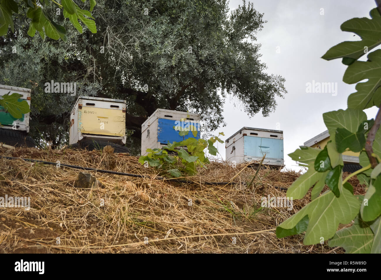 Diversi alveari di colori diversi pongono sui pneumatici Foto Stock