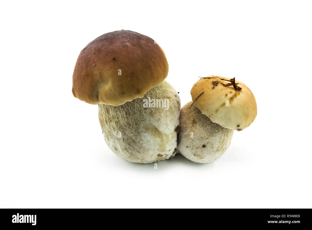 Boletus Gemini Foto Stock