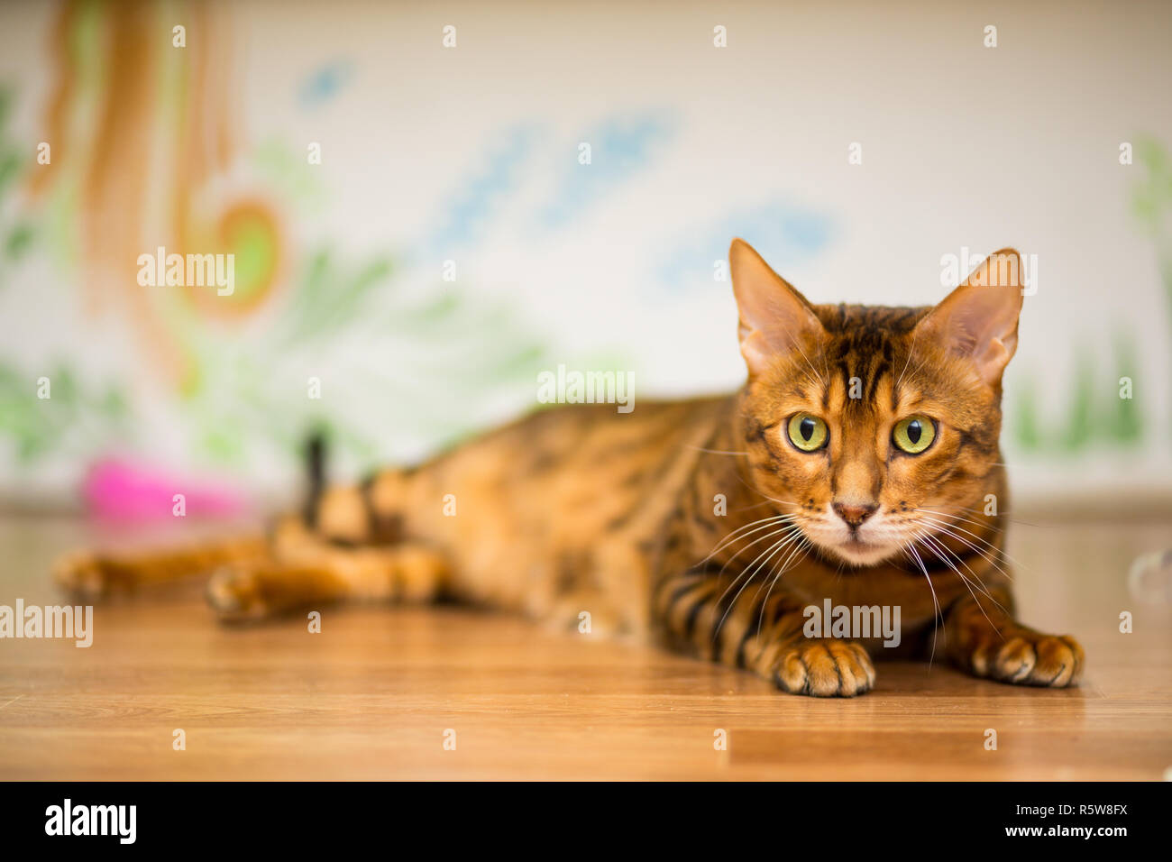 Il giovane Gatto bengala gioca allegramente sul pavimento Foto Stock