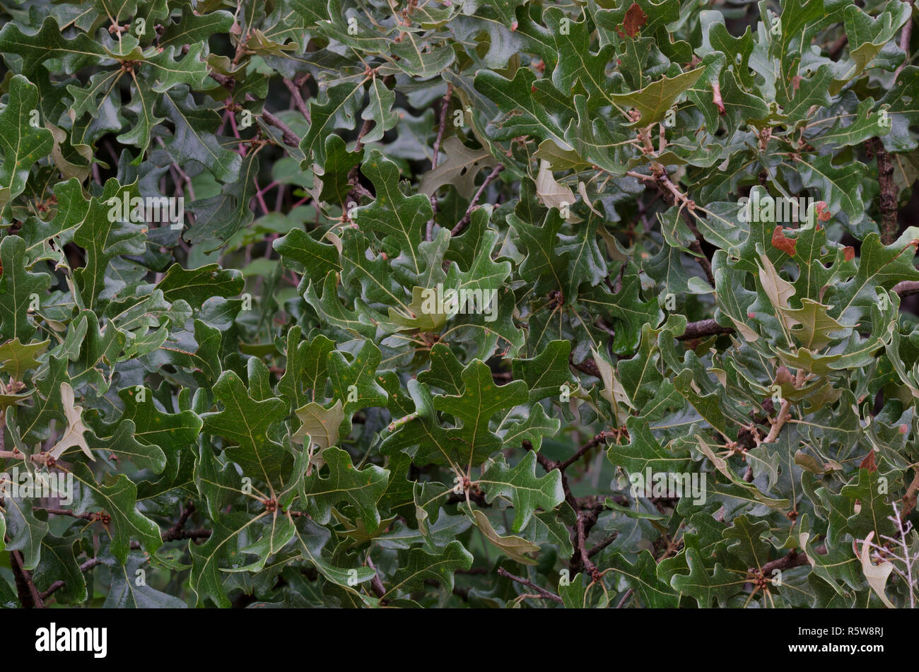 Post Oak, Quercus stellata, foglie Foto Stock