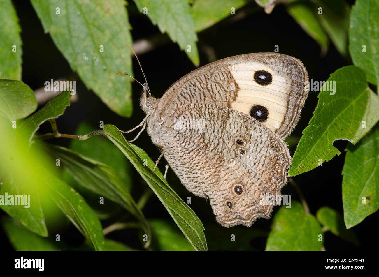 Comune, Wood-Nymph Cercyonis pegala Foto Stock