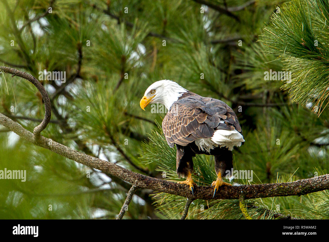 Un Americano aquila calva è appollaiato in un albero di Coeur d'Alene Lake in Idaho. Foto Stock