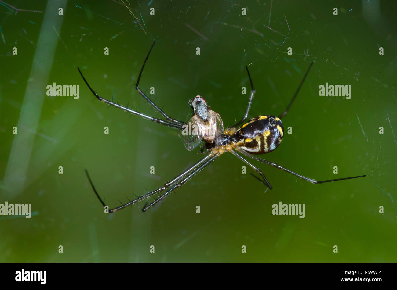 Sheetweb Spider, sottofamiglia Linyphiinae, con la preda Foto Stock