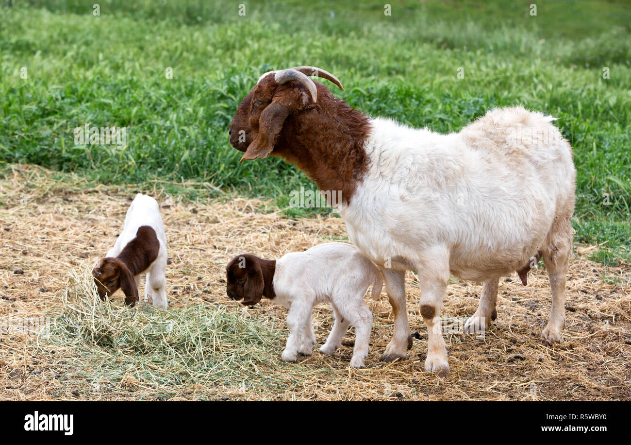 Madre Boer Goat 'Capra aegagrus hircus' con bambini di due giorni, nutrirsi di erba medica, cortile, campo verde. Foto Stock