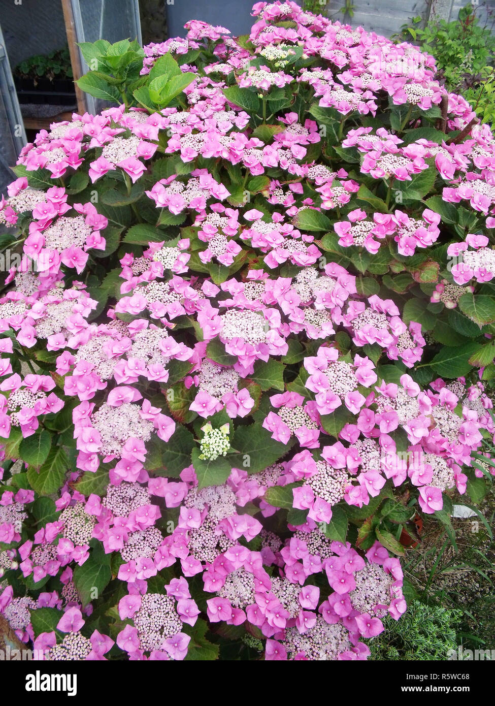 Rosa Lacecap Hydrangea macrophylla tempo di fioritura la metà e la fine di estate è decidua e completamente hardy Foto Stock