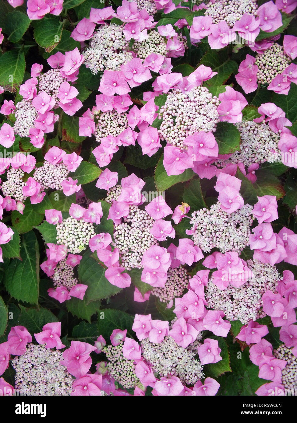 Rosa Lacecap Hydrangea macrophylla tempo di fioritura la metà e la fine di estate è decidua e completamente hardy Foto Stock