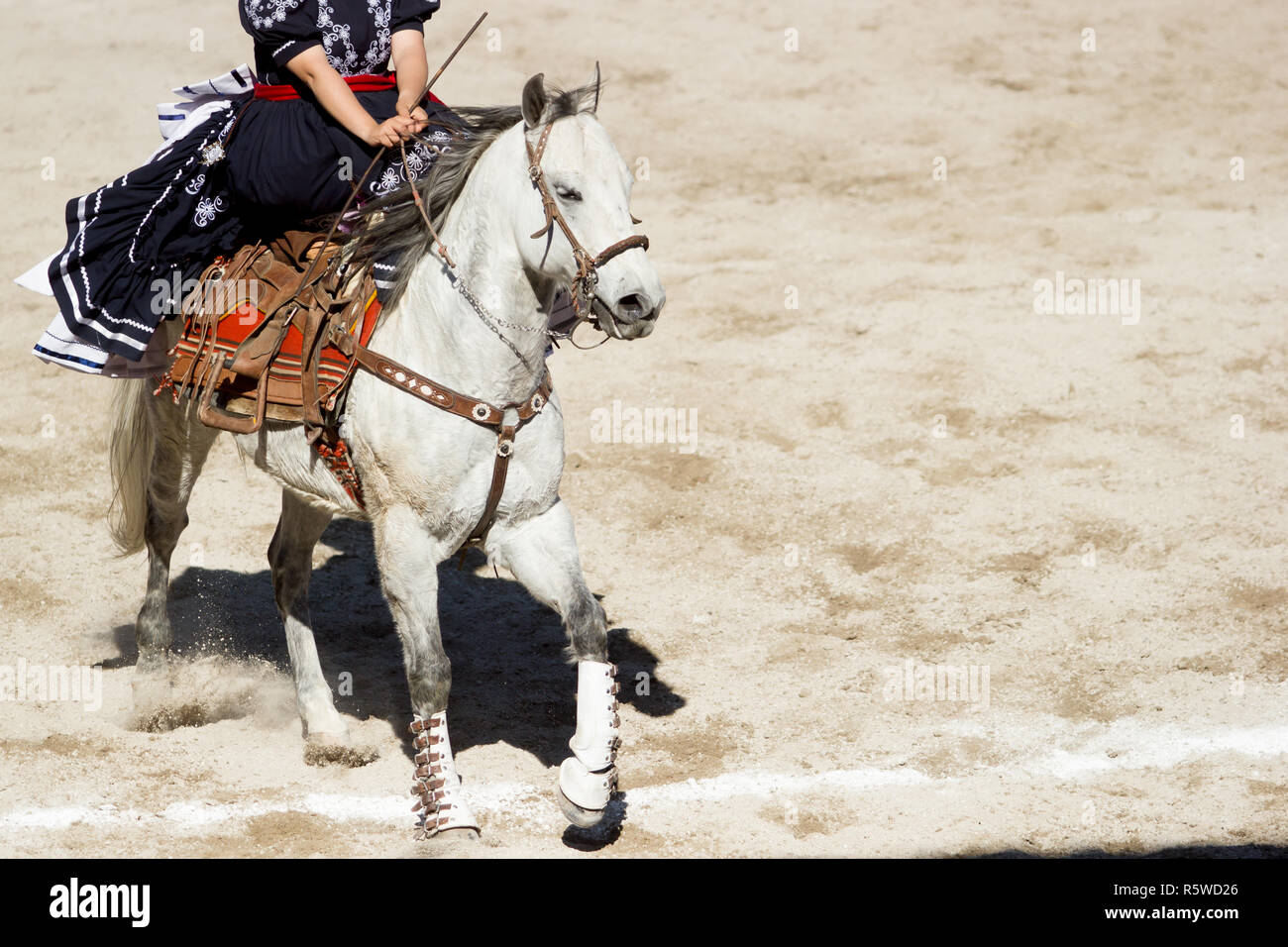 Un messicano donna vestita come escaramuza cavalca il suo cavallo bianco Foto Stock