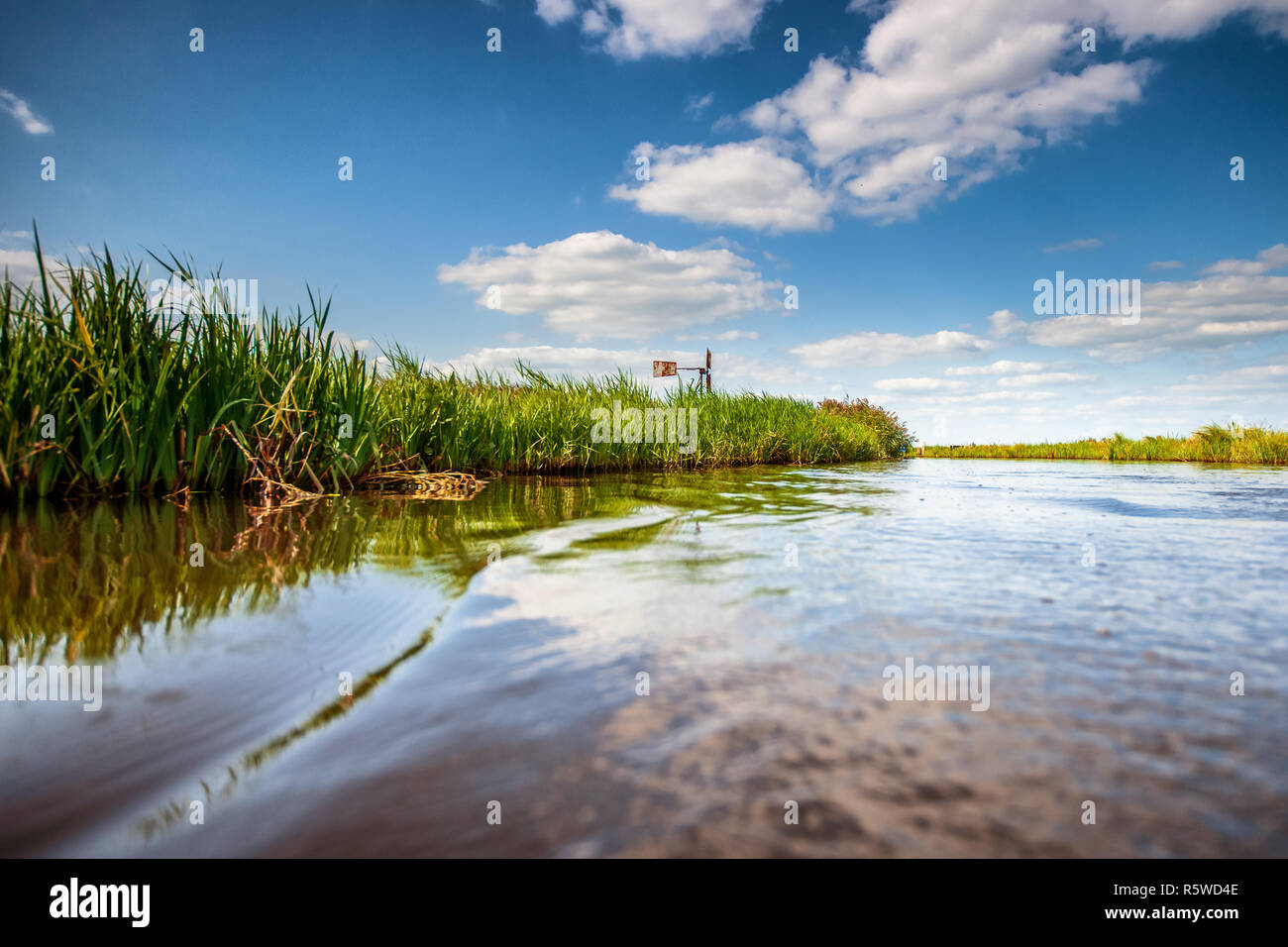 Reedlands e canali di acqua tra i prati della Hollandse polder olandesi naturale paesaggio agricolo Foto Stock