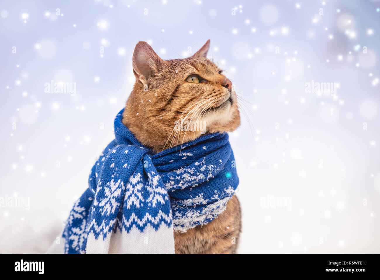 Bella la moda ritratto di un gatto che indossa la sciarpa lavorata a  maglia. Cat seduti all'aperto in inverno nevoso e guardando in alto Foto  stock - Alamy