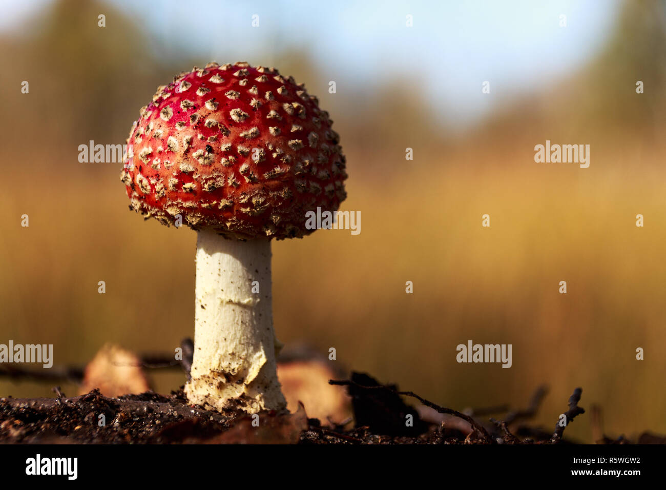 Ritratto di un fly agaric Foto Stock