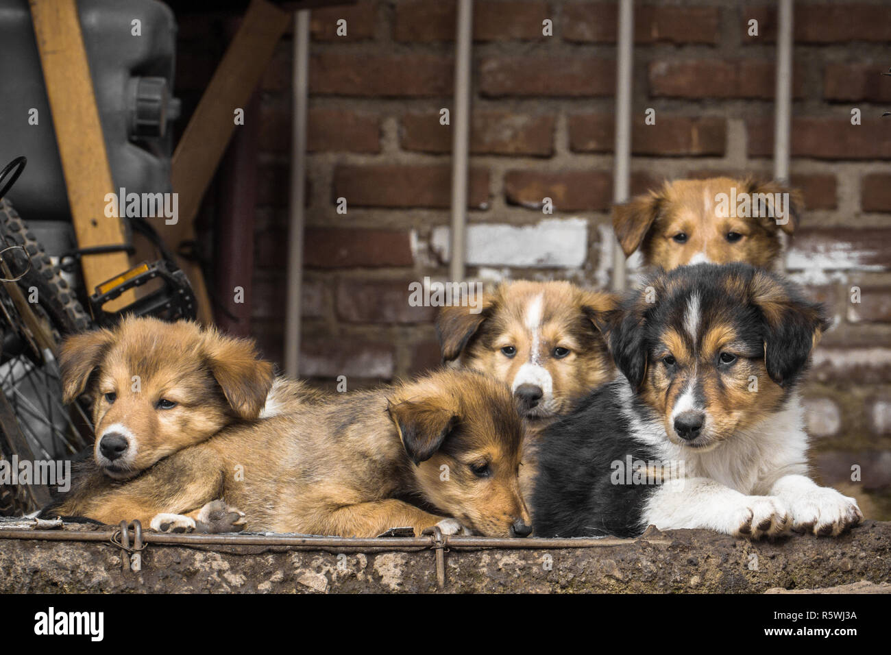 Close-up di cinque cuccioli in strada, Indonesia Foto Stock