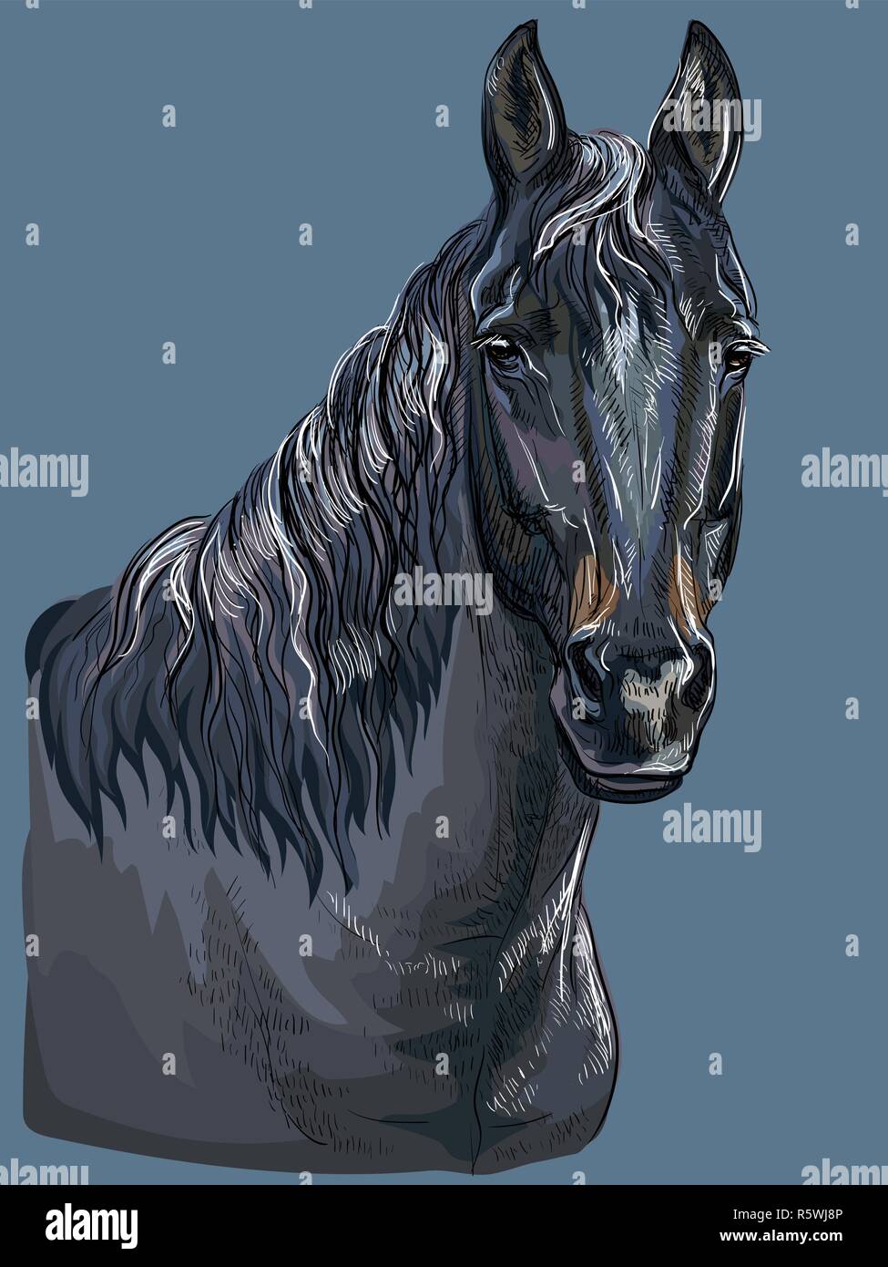 Colorato disegno a mano ritratto di cavallo nero. Testa di cavallo vettore isolato del disegno a mano immagine su sfondo blu scuro Illustrazione Vettoriale