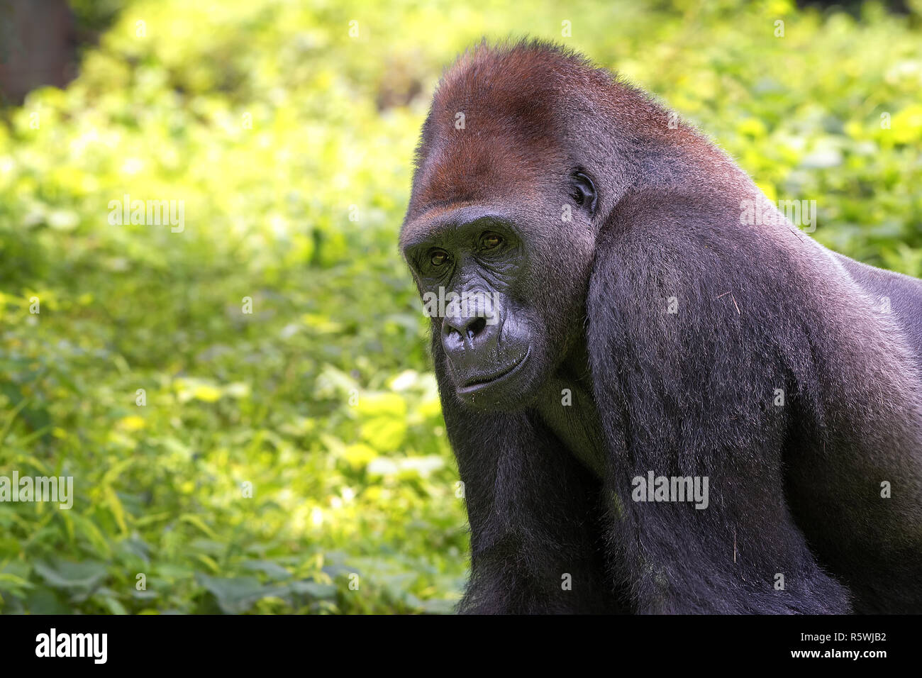 Ritratto di un western di pianura gorilla silverback nella giungla, Indonesia Foto Stock