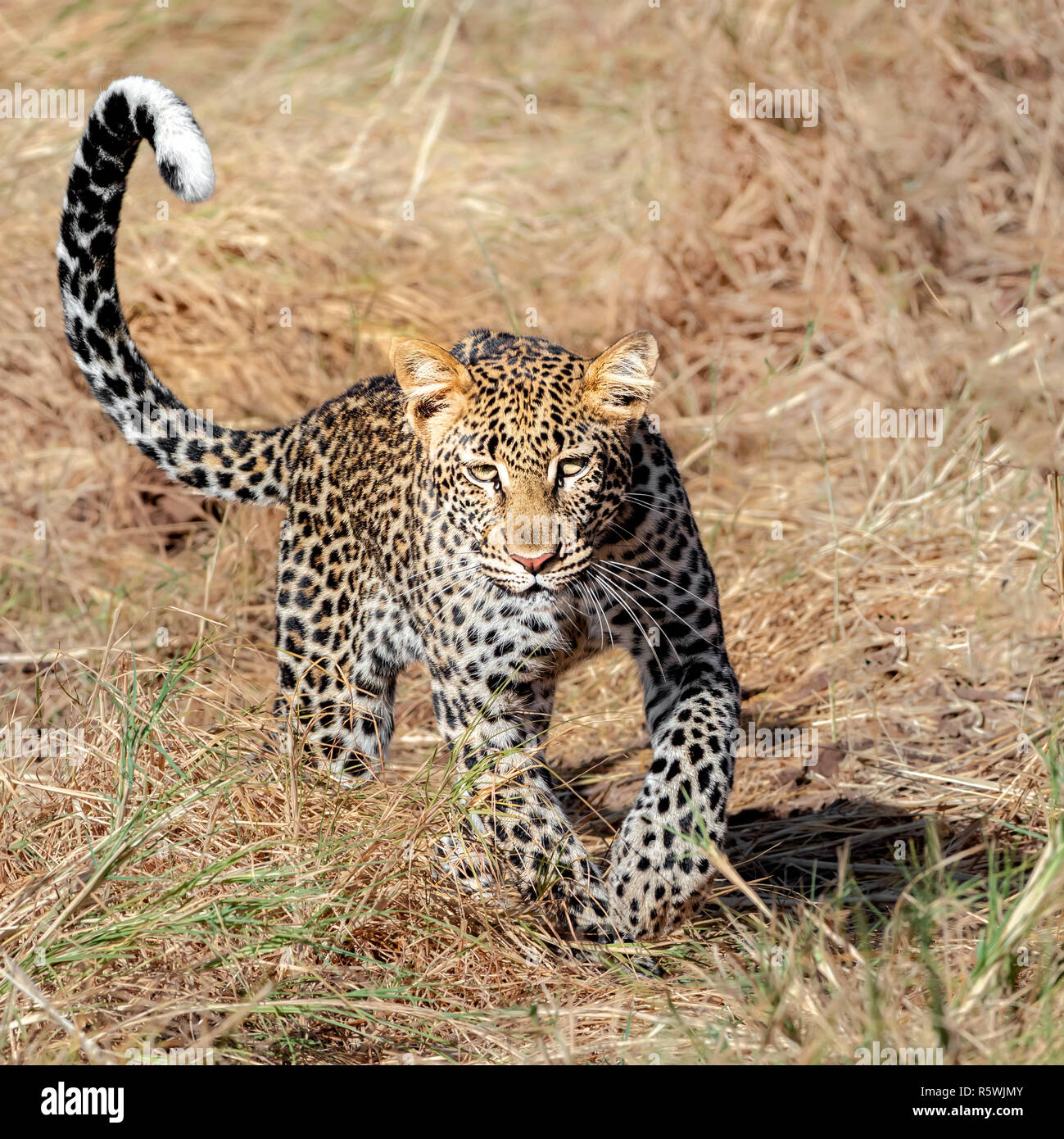 Leopard in esecuzione, Kenya Foto Stock