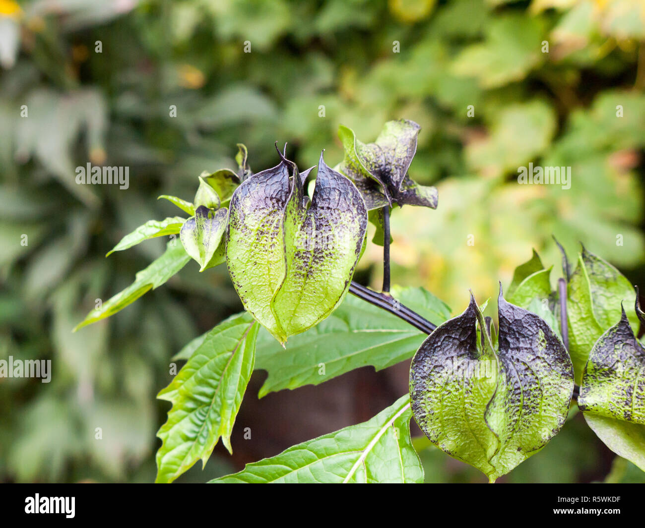 Bella struttura floreale da vicino i dettagli piuttosto petali di colore verde scuro e Foto Stock