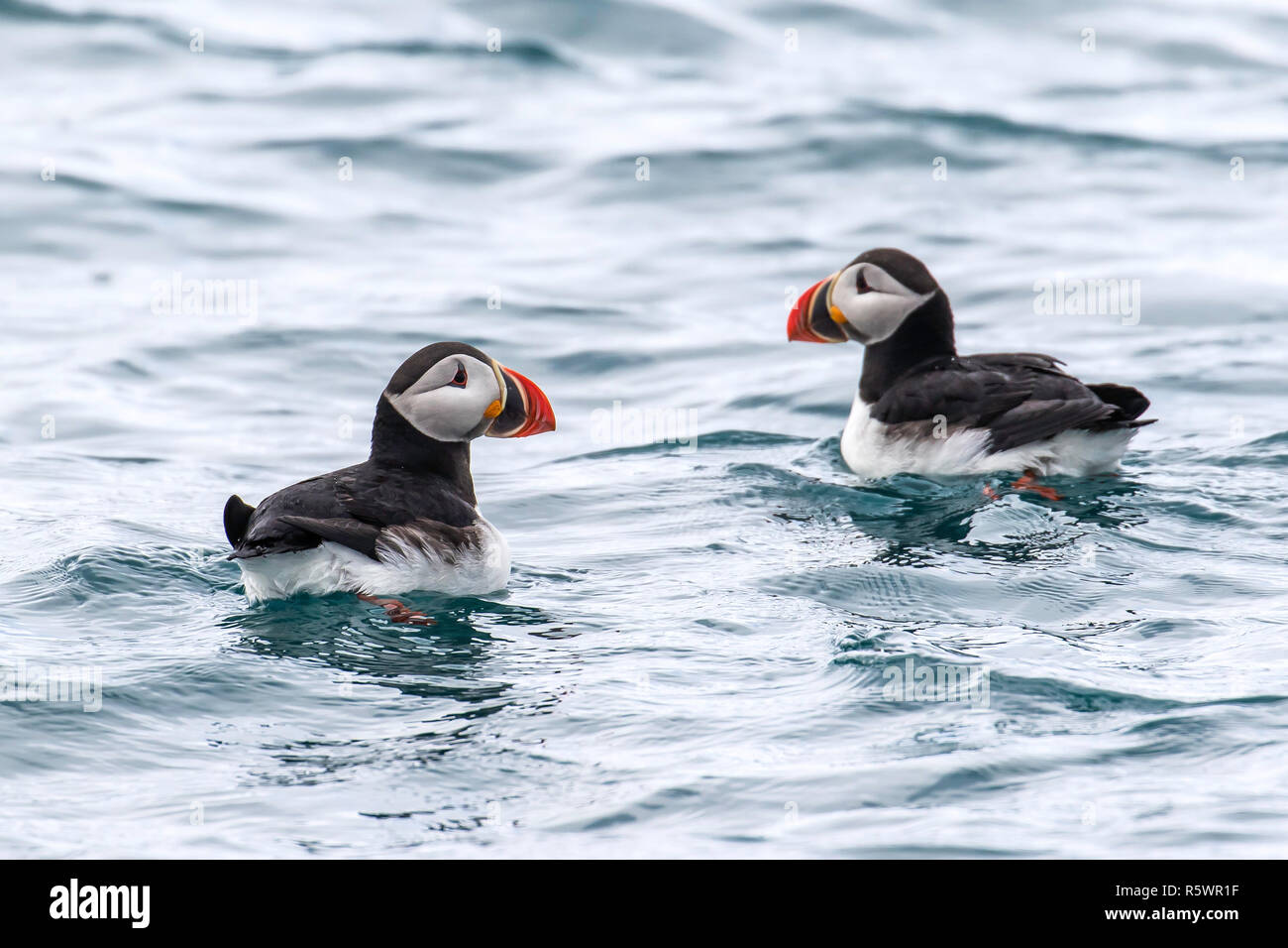 Una coppia di Atlantic i puffini, Fratercula arctica, a Gnålnodden, Hornsund, arcipelago delle Svalbard, Norvegia. Foto Stock