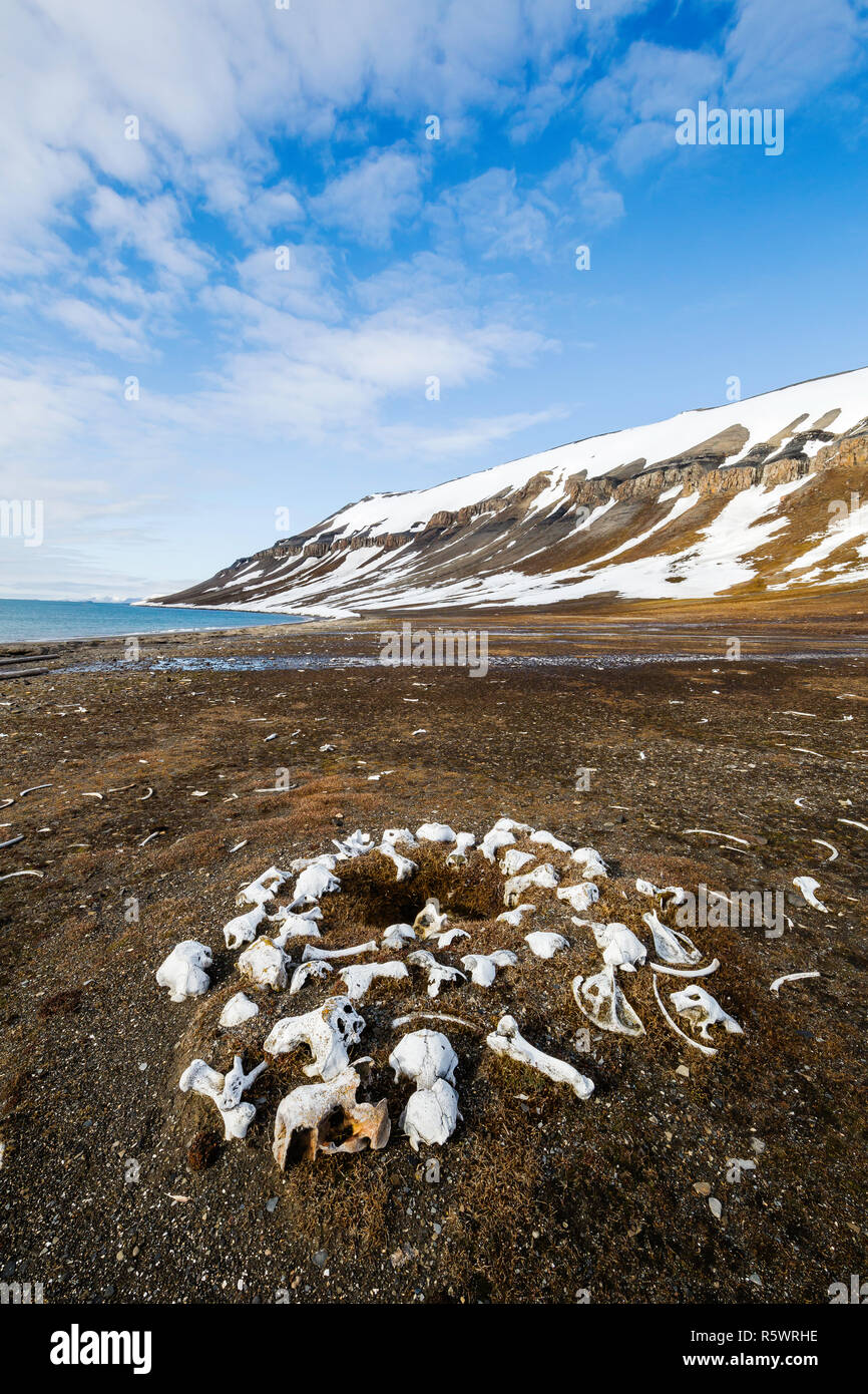 Disseminato le ossa della Atlantic tricheco, Odobenus rosmarus rosmarus, da caccia a Kapp Lee, Edgeøya, Norvegia. Foto Stock