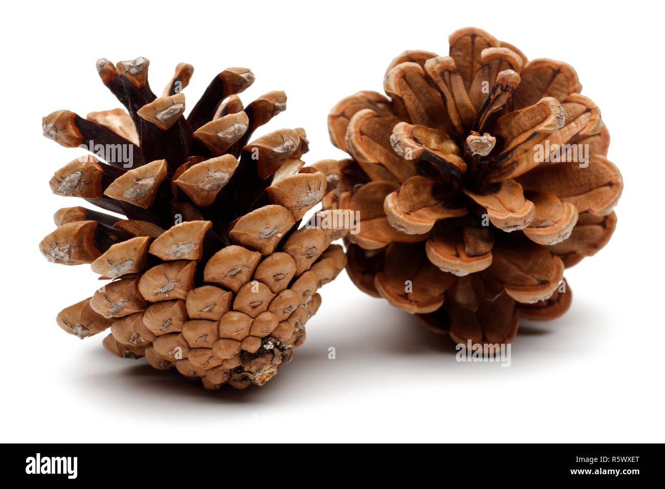 Pigne isolati su sfondo bianco Foto Stock