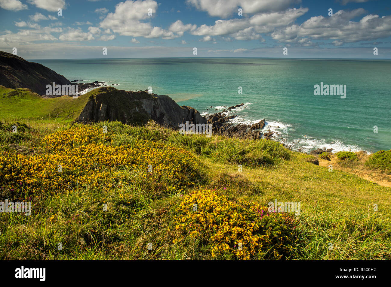 Bella e resistente da North Devon costa al Hartland Quay lungo la costa sud occidentale il percorso Foto Stock