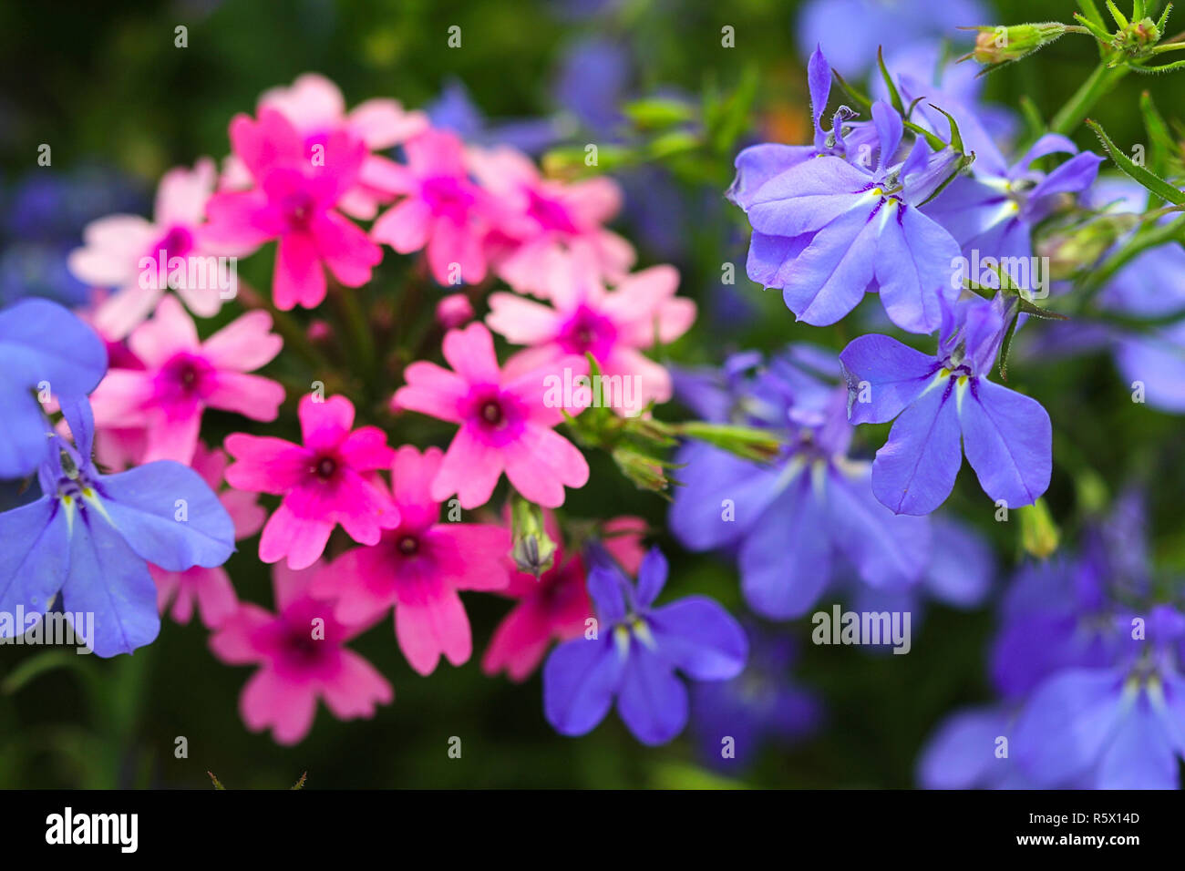 Phlox rosa e fiori viola Foto Stock