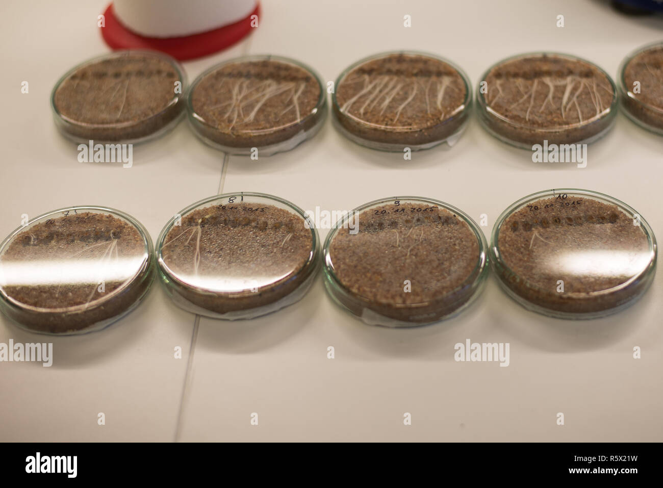 Capsule di Petri con esperimento di crescita in un laboratorio Foto Stock