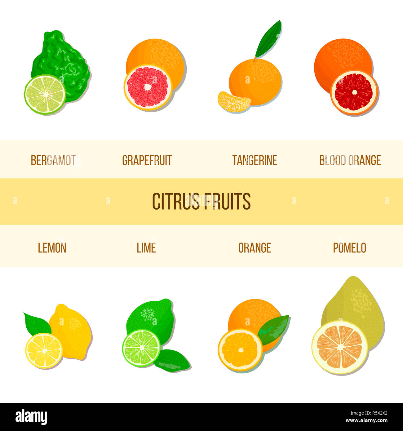Agrumi freschi set. Il bergamotto, limone e pompelmo, lime, mandarino, pomelo, arancione, arancione scuro con fette Foto Stock