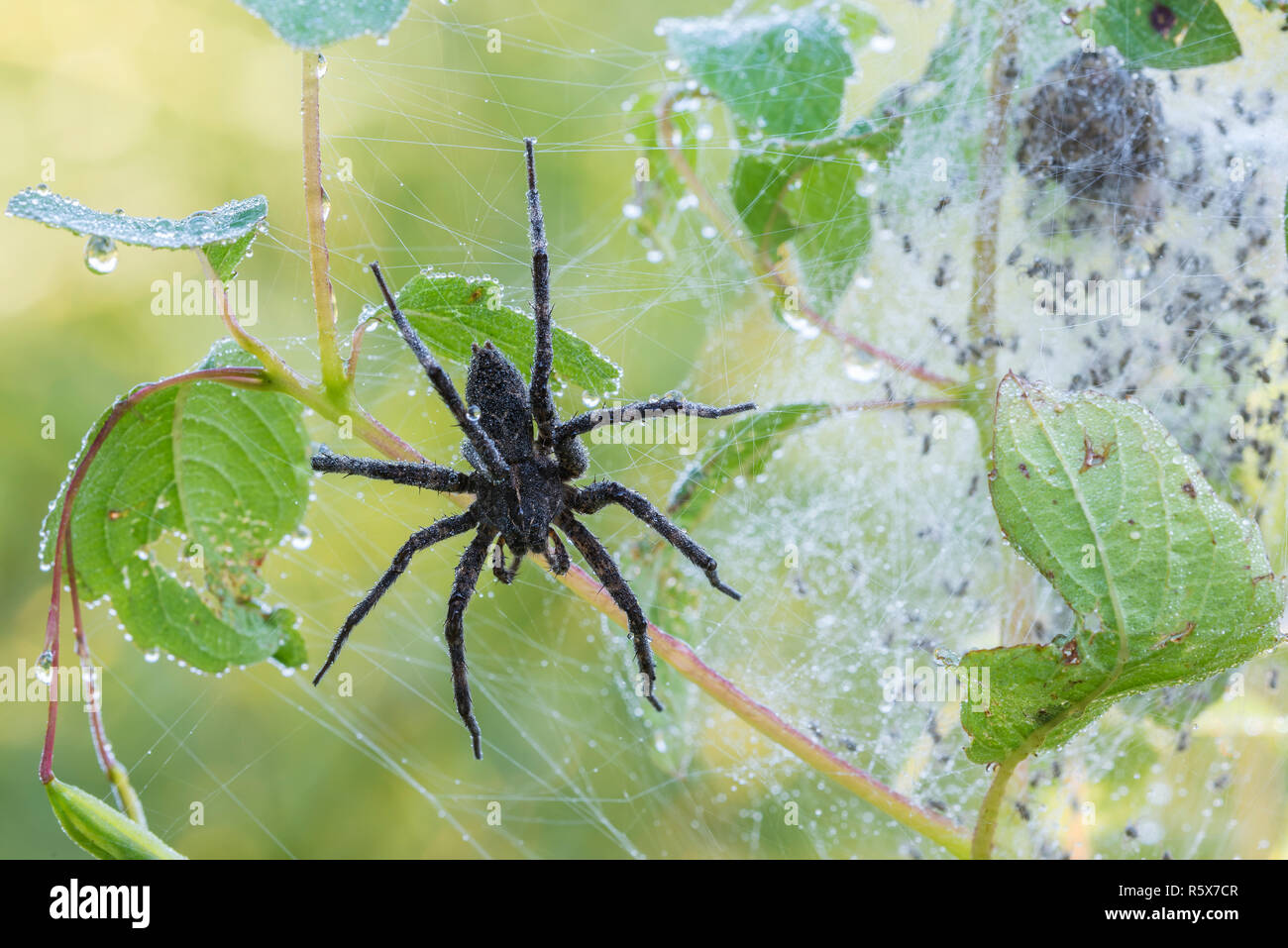 Pesca scuro Spider (Dolomedes tenebrosus), vivaio spider web, MN, USA di Dominique Braud/Dembinsky Foto Assoc Foto Stock