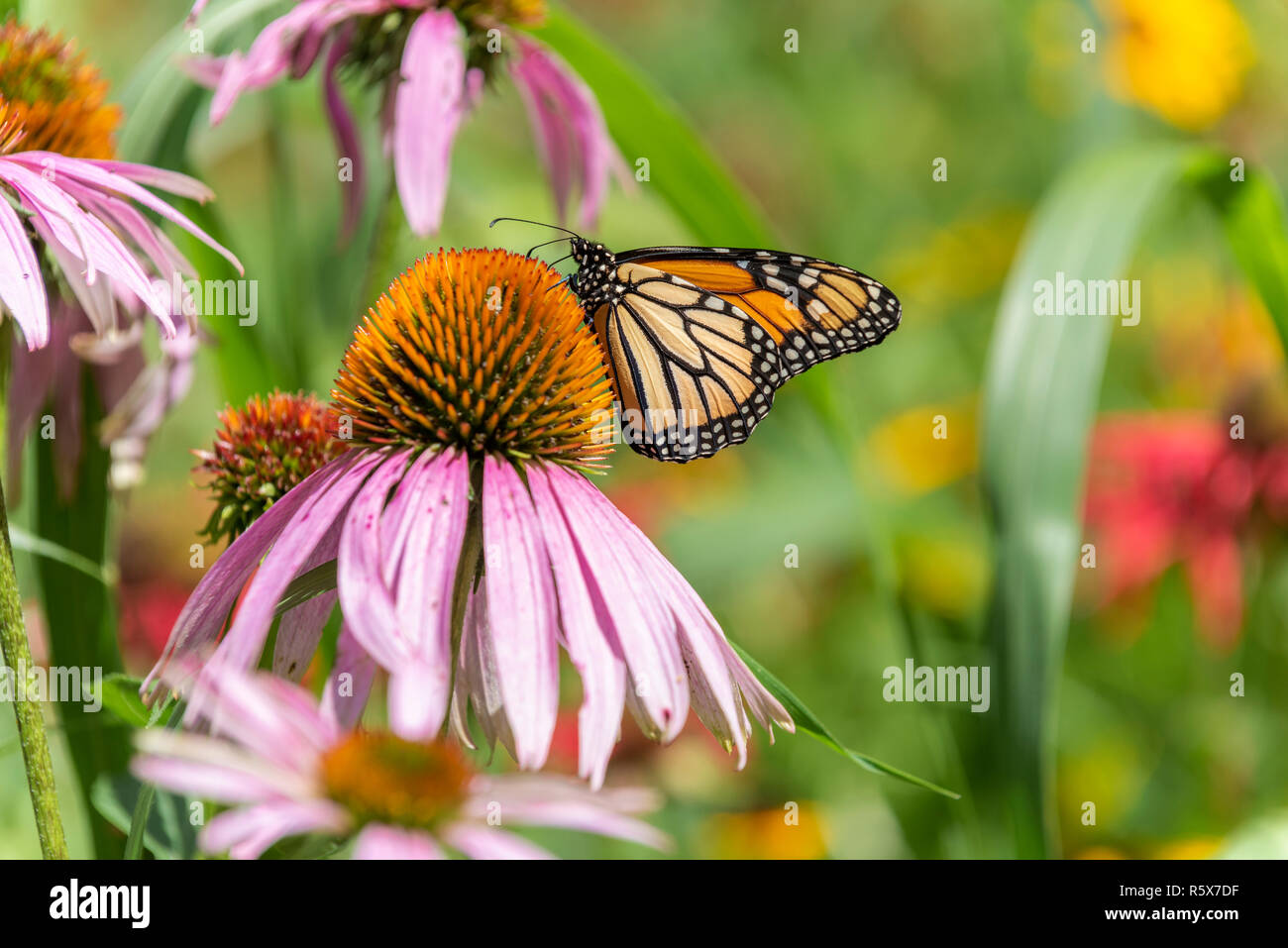 Farfalla monarca alimentazione su Purple Coneflowers (Echinacea purpurea), MN, USA di Dominique Braud/Dembinsky Foto Assoc Foto Stock