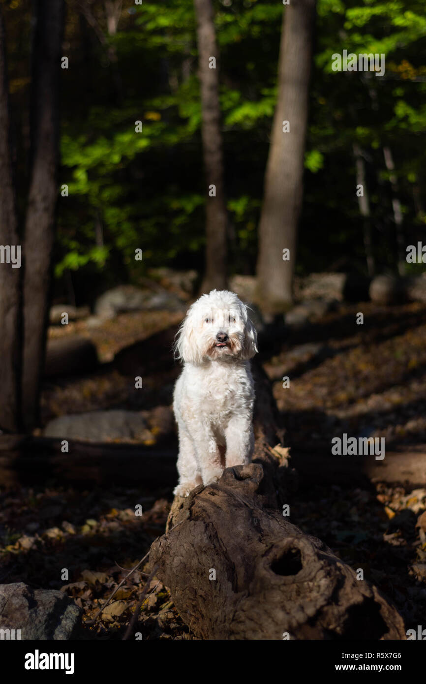 Cane in piedi sul registro di albero nella foresta poco bloccata la lingua di fuori nel sole Foto Stock