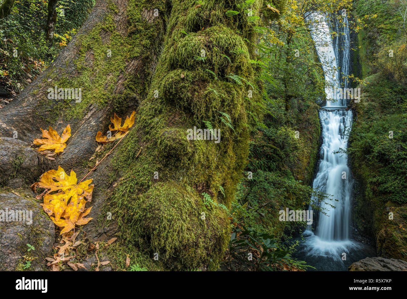 Bridal Veil Falls, 118 metri in altezza, Ottobre, Multnomah County, O STATI UNITI D'AMERICA, di Dominique Braud/Dembinsky Foto Assoc Foto Stock