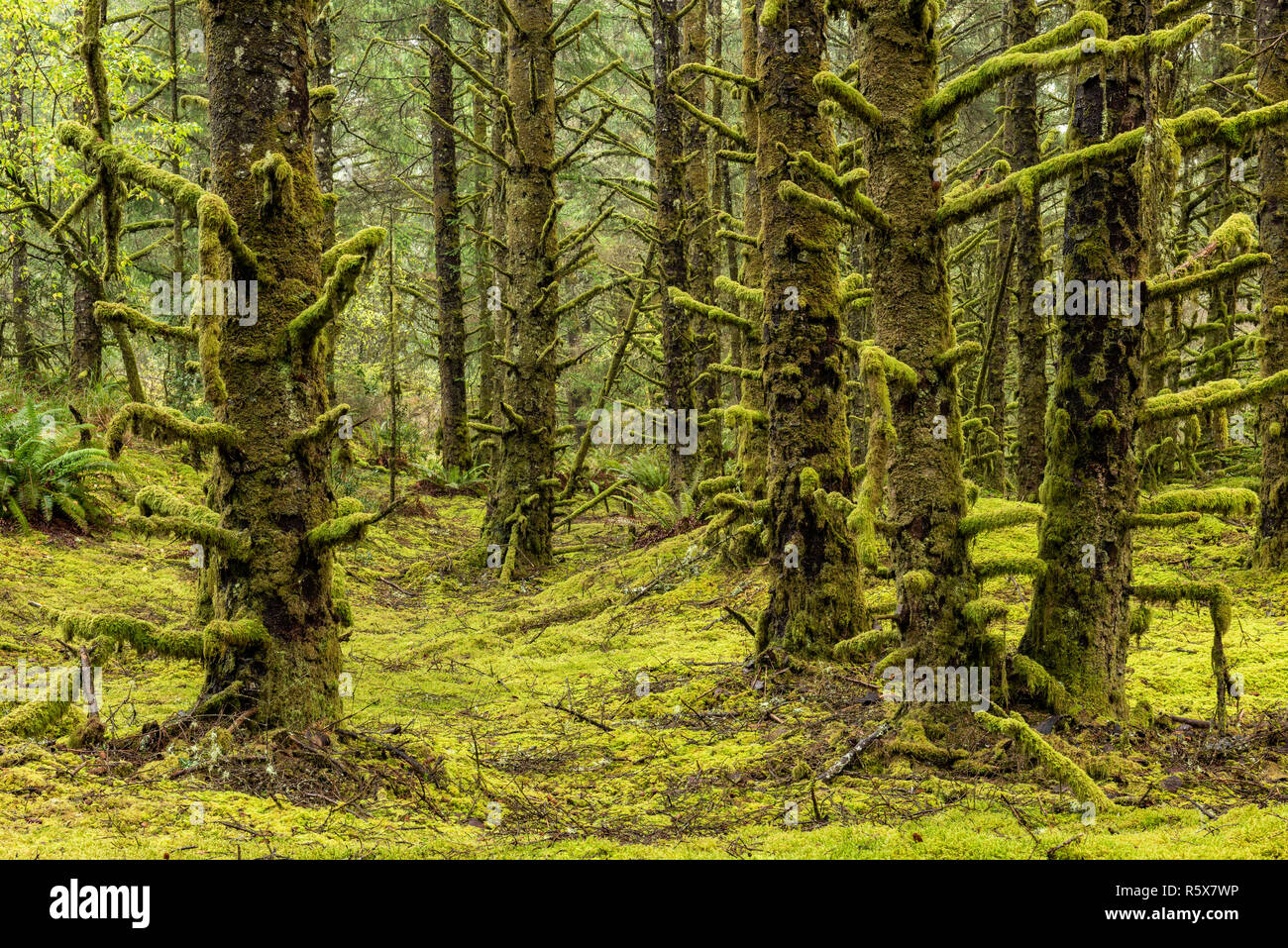 La cicuta forest tappezzate con Oregon moss (Eurhynchium origano). Fort Stevens parco dello Stato o, STATI UNITI D'AMERICA, di Dominique Braud/Dembinsky Foto Assoc Foto Stock