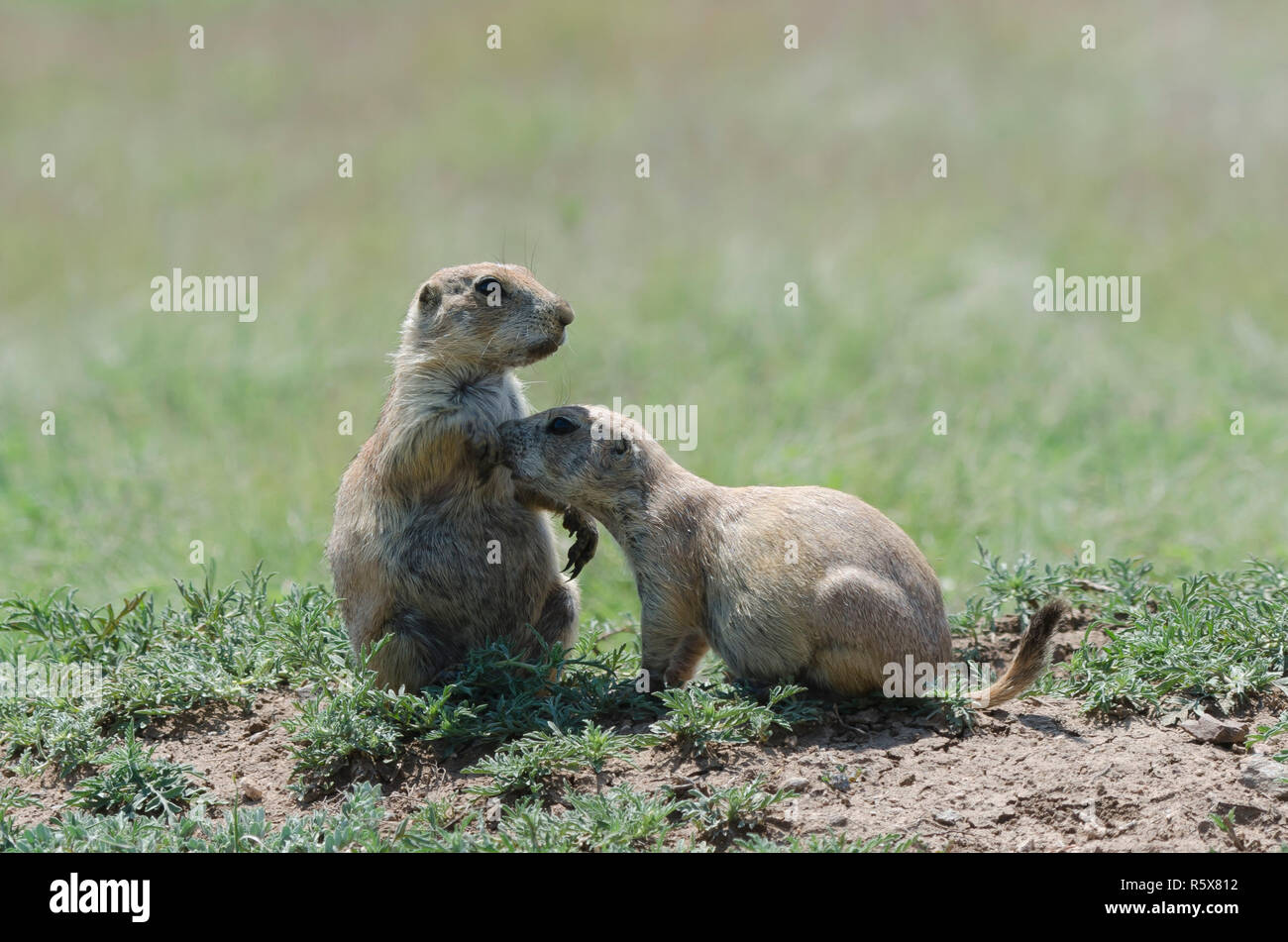 Nero-tailed cani della prateria, Cynomys ludovicianus, nuzzling Foto Stock