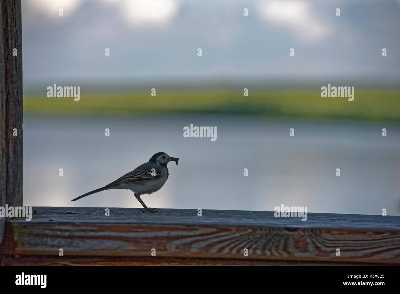 Barn swallow arroccato su una barra di legno. Foto Stock