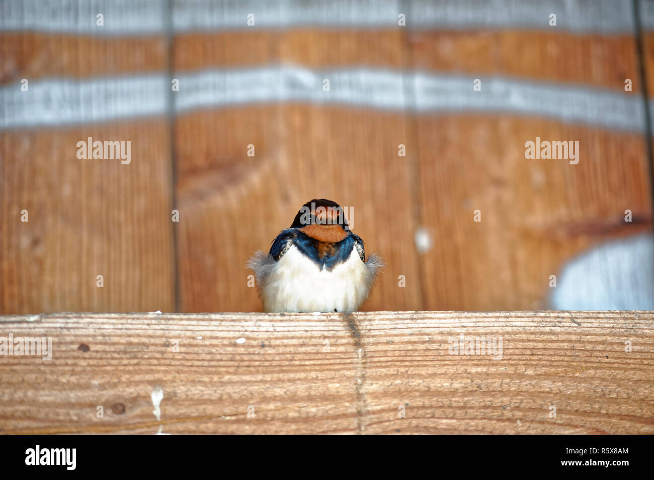 Barn swallow arroccato su una barra di legno. Foto Stock