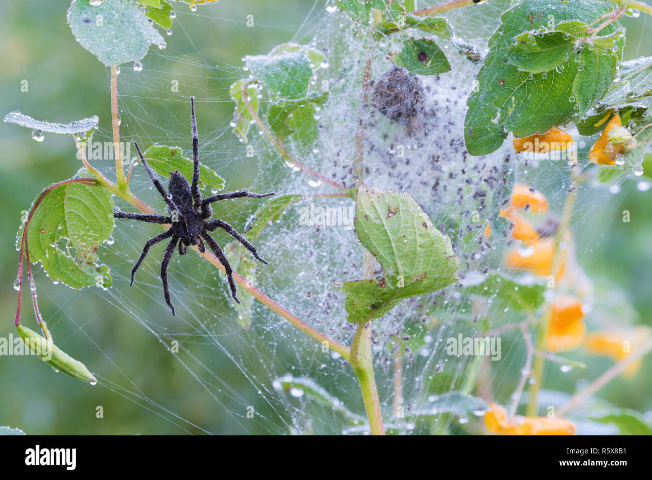 Pesca scuro Spider (Dolomedes tenebrosus), vivaio spider web, MN, USA di Dominique Braud/Dembinsky Foto Assoc Foto Stock