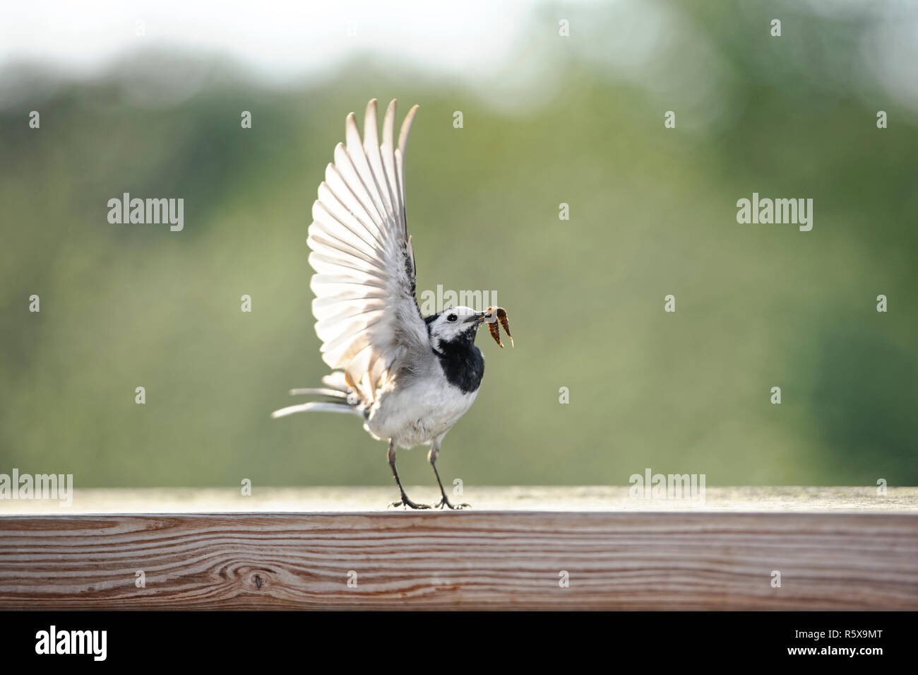 Barn swallow arroccato su una barra di legno. Foto Stock