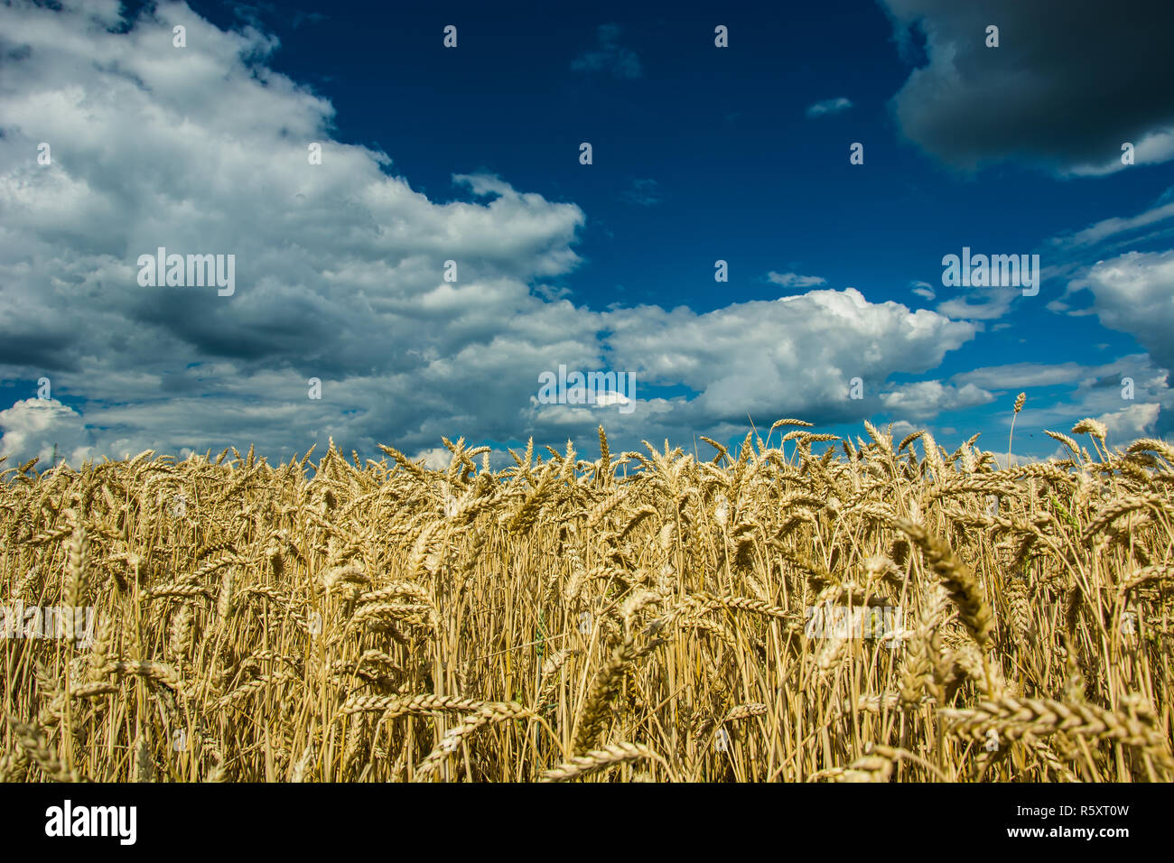 Primo piano di spighe di grano, nuvole bianche sul cielo blu Foto Stock