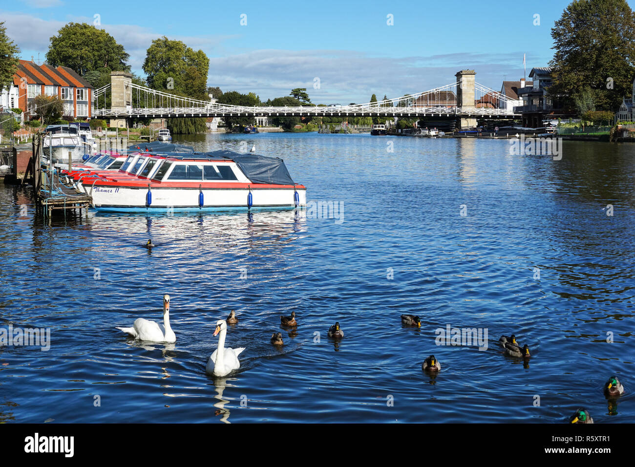 Il fiume Tamigi in Marlow con sospensione di Marlow Bridge in background, Buckinghamshire, Inghilterra Regno Unito Regno Unito Foto Stock