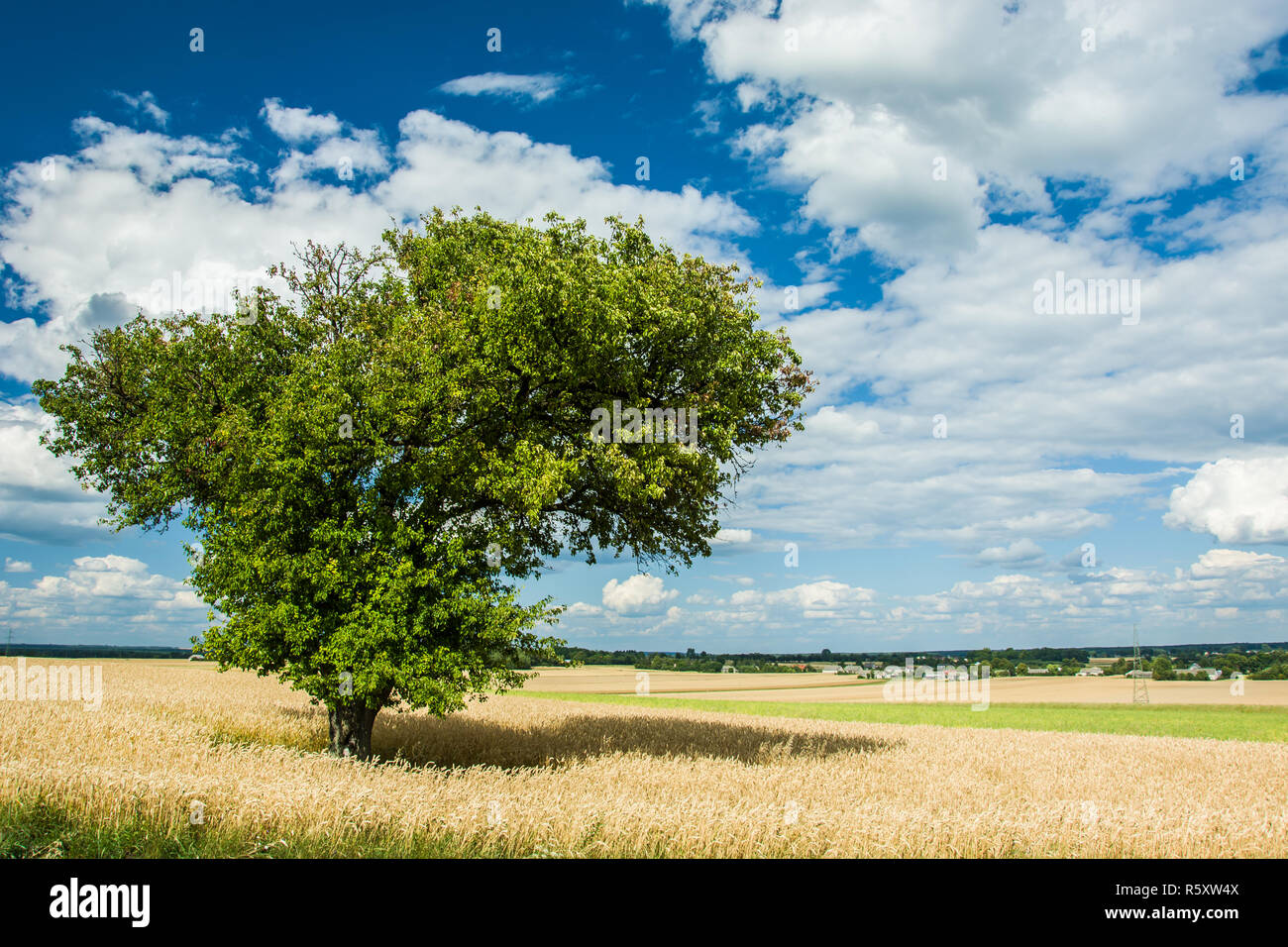 Grande verde albero a foglie decidue nel settore dei cereali Foto Stock