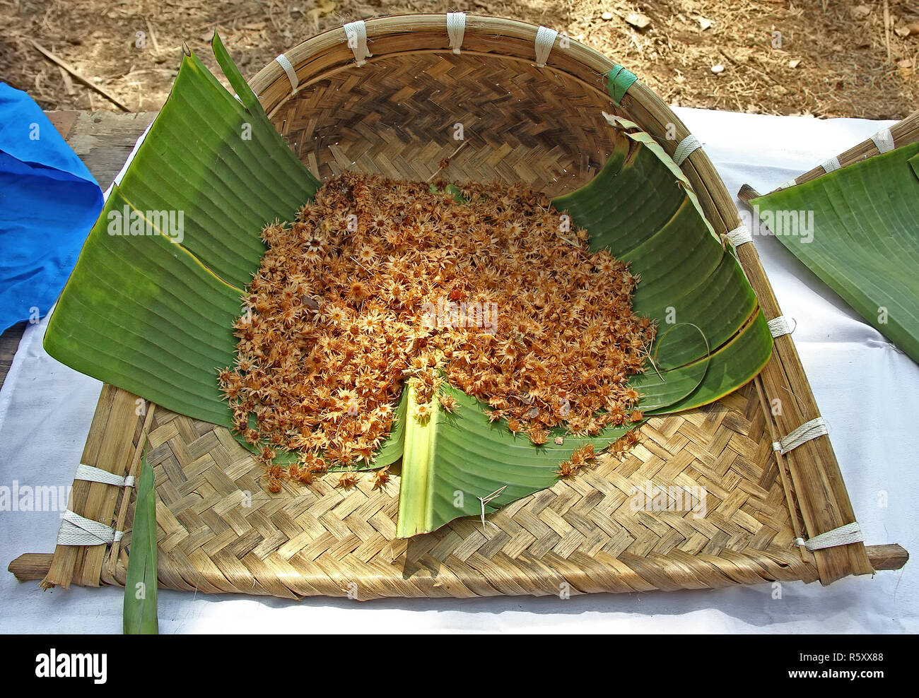 Raccolte bullet legno, elangi mimusops, i fiori raccolti nel tradizionale vassoio di canna di Goa, India. La crema pelose fiori emettono buon profumo Foto Stock