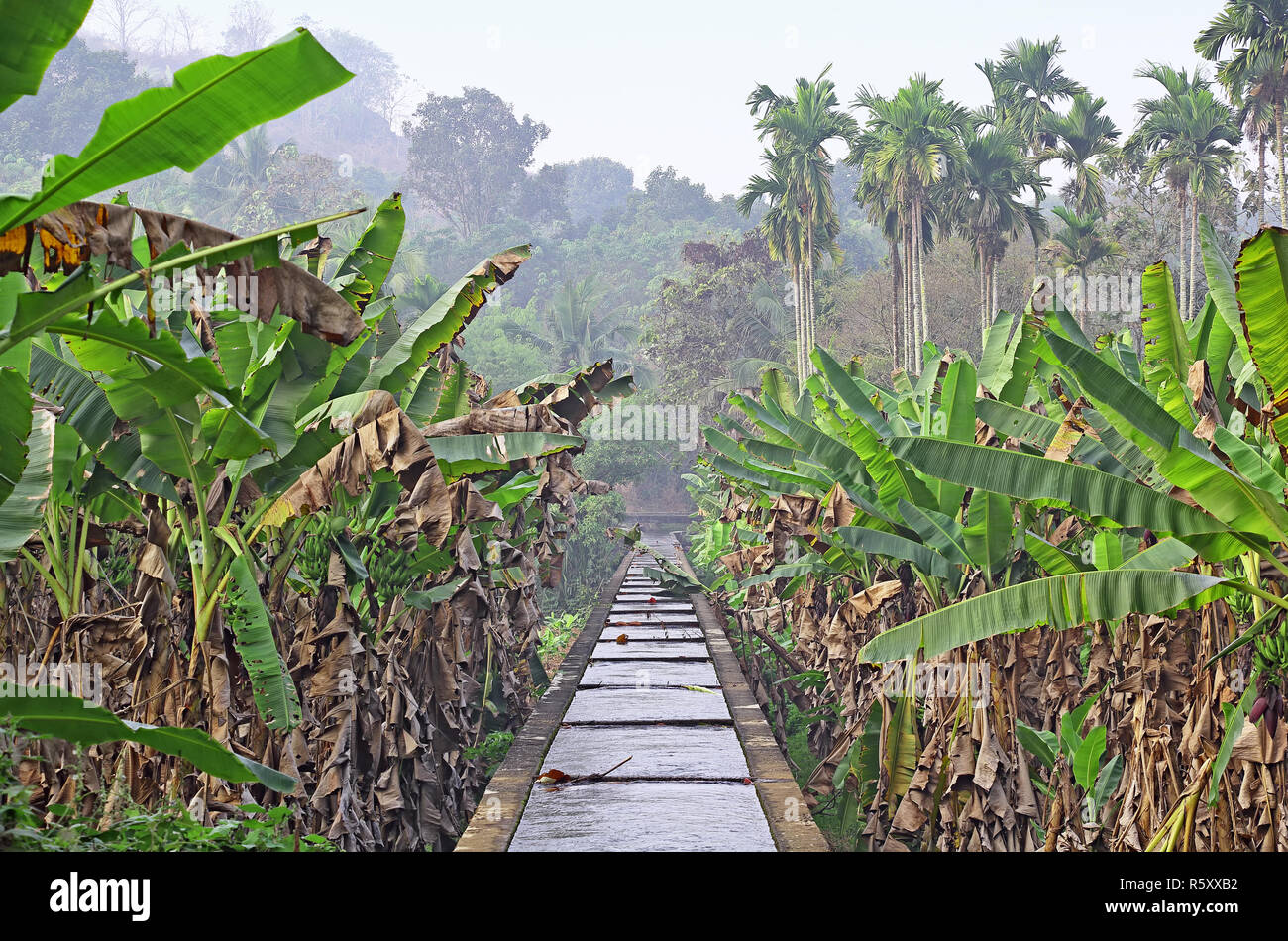 Tranquilla scena di irrigazione realizzati in cemento con piena di acqua che passa attraverso la piantagione di banane in una fattoria in Kerala, India. Foto Stock