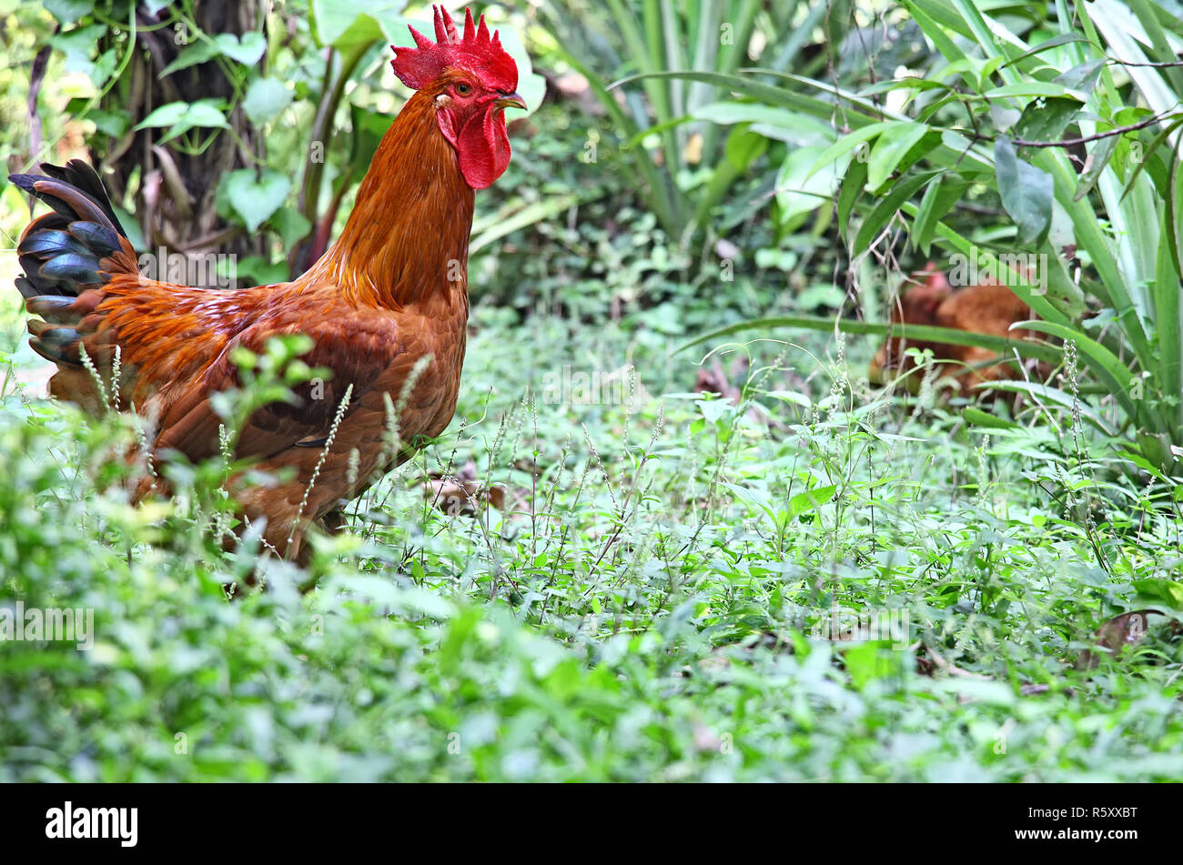 Chiusura del giovane gallo di backyard free range pollo in campo di erba in Kerala, India Foto Stock