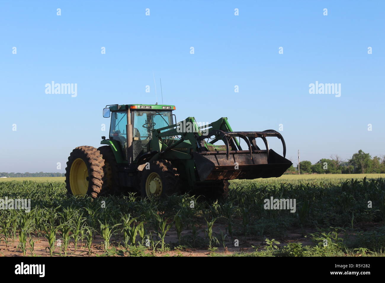 Trattore John Deere con caricatore frontale in un campo di mais Foto Stock