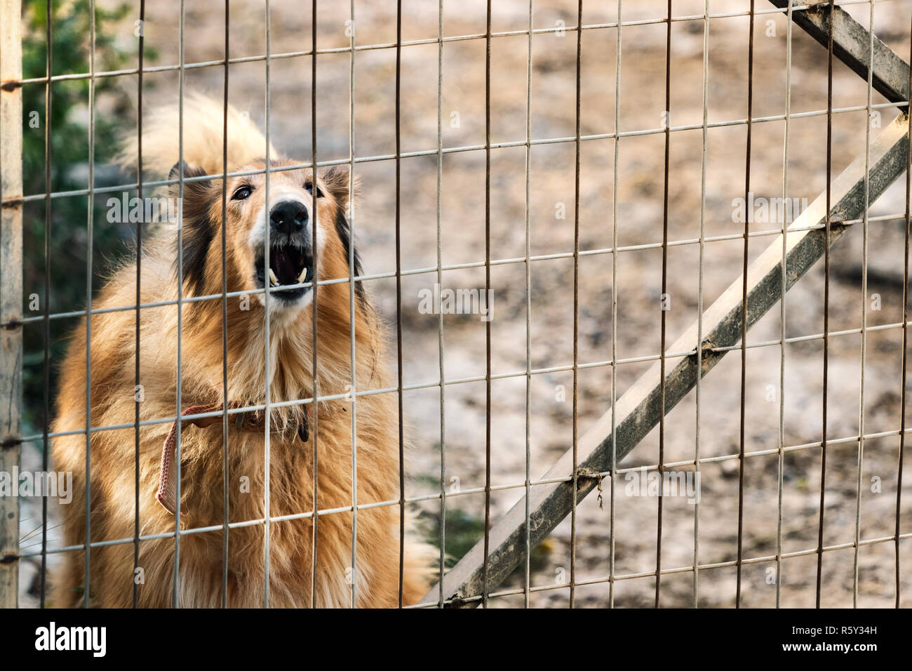 Cane che abbaia dietro un recinto, all'esterno. Foto Stock