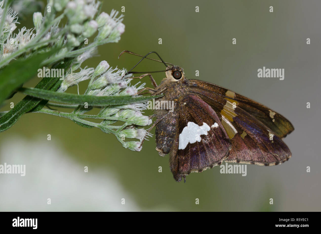 Argento-spotted Skipper, Epargyreus clarus, nectaring da lateflowering thoroughwort, Conoclinium serotinum Foto Stock