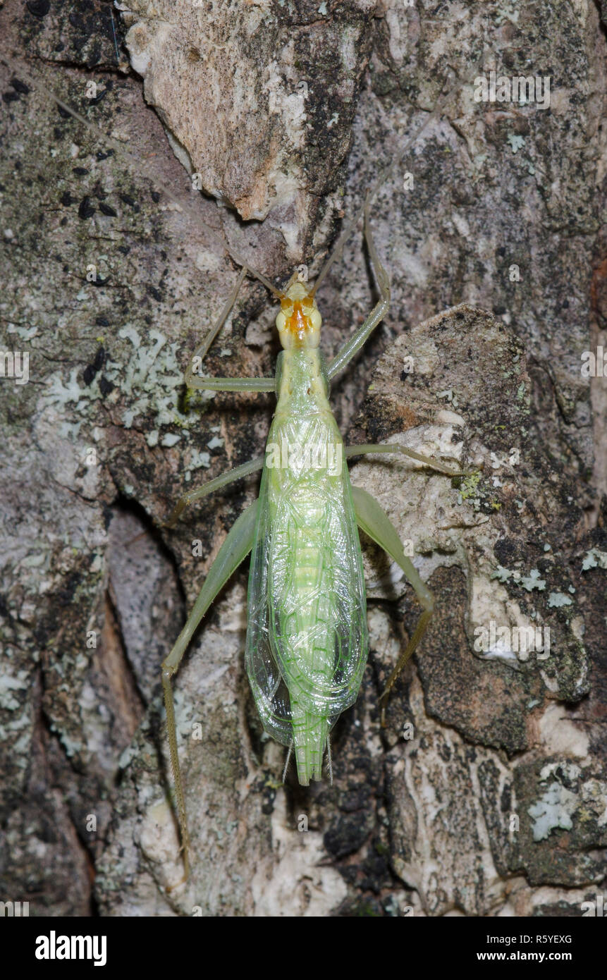 A stretta albero alato di Cricket, Oecanthus niveus, maschio Foto Stock