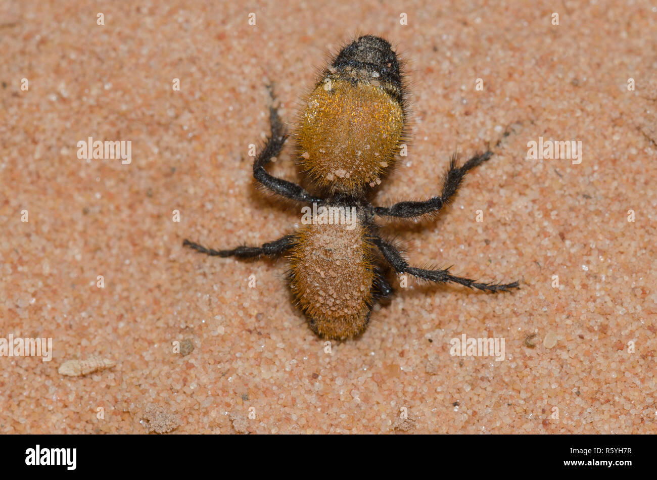 Velvet Ant, Famiglia Mutillidae, scavando nella sabbia Foto Stock