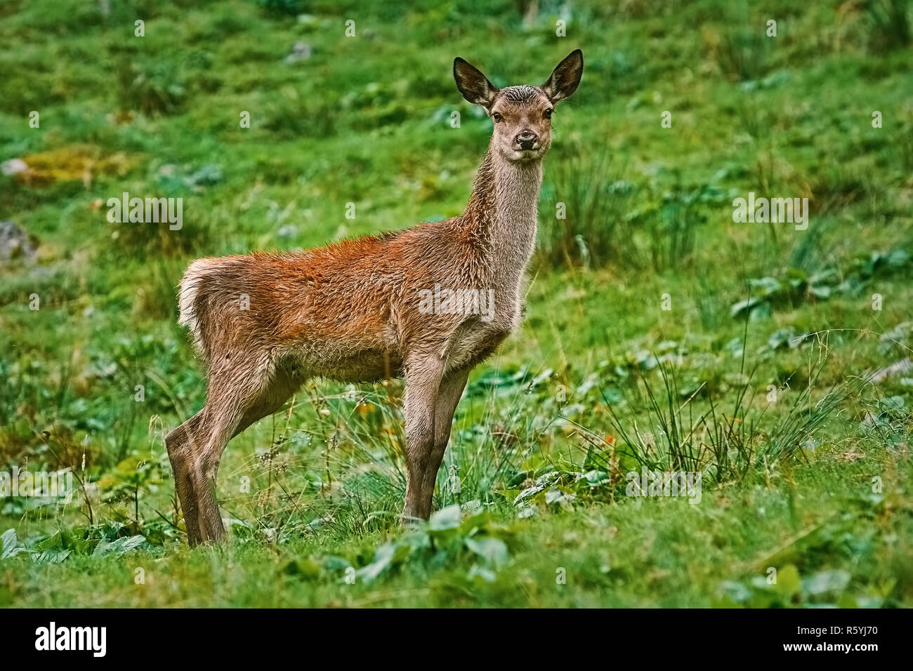 Il cervo sul pendio di una collina Foto Stock