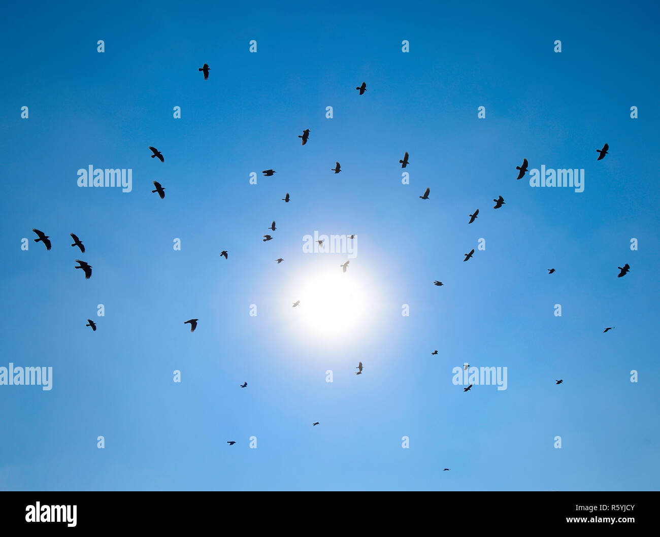 Silhouette di un gregge di merlo volando attraverso una surreale anche Foto Stock